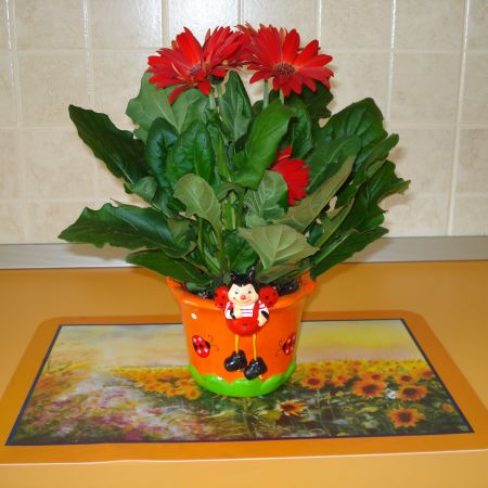 Gerbera